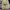 JNCO Streetwear Skater Jeans Pria cream photo 3