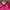 Yonex Sportswear Jersey Pria pink photo 2