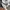 Dickies Casual Suit Pria white photo 4