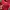 Dickies Gorpcore Suit Pria red photo 3