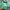 Dickies Gorpcore Suit Pria green photo 4