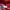 NEPA Streetwear Gorpcore Suit Pria red photo 3