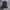 JanSport Luxury Bag Pria purple photo 5