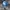 JanSport Casual Bag Pria white blue photo 1