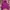 Jeep Y2K Hoody Pria purple photo 1