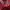 Pakaian adat Pakaian Nasional Going out dress Wanita burgundy photo 2