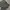 Casual Short Pria gray photo 3