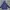 Adidas Sportswear Casual Suit Pria Navy
