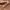 Y2K Minimalist Skirt Wanita brown photo 3