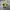 Vintage Streetwear Hat Pria green photo 1