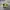Vintage Streetwear Hat Pria Green