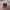 Caterpillar Vintage Streetwear Hat Pria red black photo 1