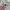 ROMWE Grunge Coquette Sweatshirt Wanita multicolor photo 5