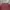Topten Minimalist Casual Sweatshirt Pria burgundy red photo 2