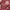 Disney Coquette Casual Baju Muslim Kids Red
