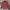 Missoni Luxury Polo shirt Pria burgundy photo 2