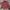 Missoni Luxury Polo Shirt Pria Burgundy