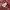 Missoni Luxury Polo shirt Pria burgundy photo 5