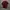 Dickies Streetwear Casual Casual Shirt Pria Burgundy