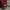 Dickies Streetwear Casual Casual shirt Pria burgundy photo 4