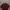 Dickies Streetwear Casual Casual shirt Pria burgundy photo 3