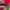 The North Face Gorpcore Windbreaker Pria red photo 6