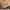 Gramicci Streetwear Y2K Casual pants Pria tan brown photo 4