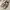 Chrome Hearts Luxury Flat Wanita gold photo 1