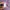 Ocean Pacific Streetwear Sportswear Short Pria purple burgundy photo 7