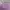 Ocean Pacific Streetwear Sportswear Short Pria purple burgundy photo 5
