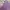 Ocean Pacific Streetwear Sportswear Short Pria purple burgundy photo 3