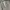 ZARA Casual Suit Pria tan photo 6