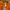 Lacoste Skater Casual Swimwear Pria orange photo 3
