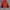 Lafuma Gorpcore Track jacket Pria orange photo 1
