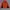 Lafuma Gorpcore Track Jacket Pria Orange