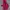 K2 Gorpcore Track Jacket Wanita Pink