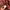Y2K Formal shirt Pria burgundy brown photo 3