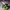 Crocs Casual Casual Shoe Pria Green Black