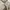 Burberry Casual Polo shirt Pria gray photo 5