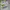 Adidas Sportswear Sneakers Pria white photo 2