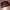 Burberry Casual Tote Bag Wanita Burgundy
