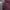 Club Monaco Streetwear Luxury Fleece Pria burgundy red photo 3