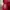 Adidas Sportswear Track jacket Pria red photo 4