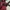 JanSport Vintage Y2K Bag Pria red photo 2
