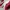 Puma Casual Sneakers Pria red photo 2