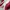Puma Casual Sneakers Pria Red