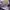 Coach Luxury Futurist Bags & purse Wanita gray photo 3