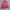 Uniqlo Casual Vest Wanita pink photo 4