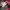 JanSport Sportswear Pria pink photo 7