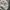 Coach Luxury Minimalist Makeup bag Wanita cream photo 3